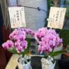 靈桌蘭花